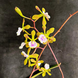 Epicyclia Serena O’ Neil (Wonderful fragrance)