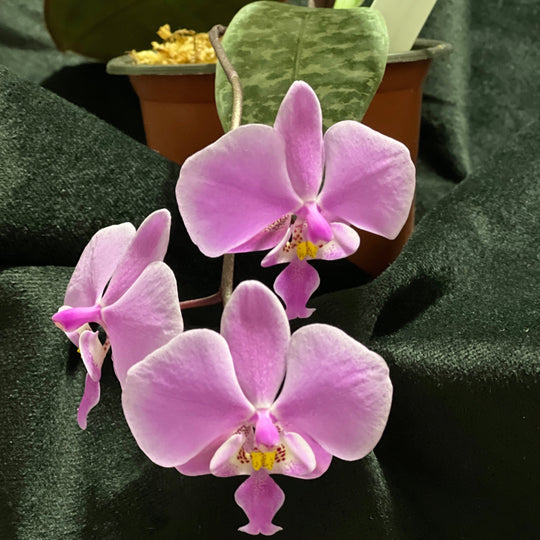 Phal. schilleriana