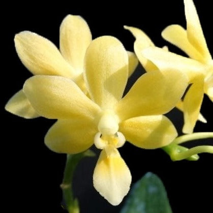 Phal. Stone Dance
