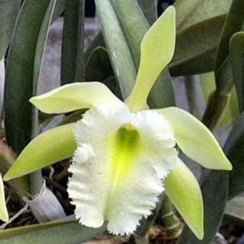 Rhyncholaelia Aristocrat