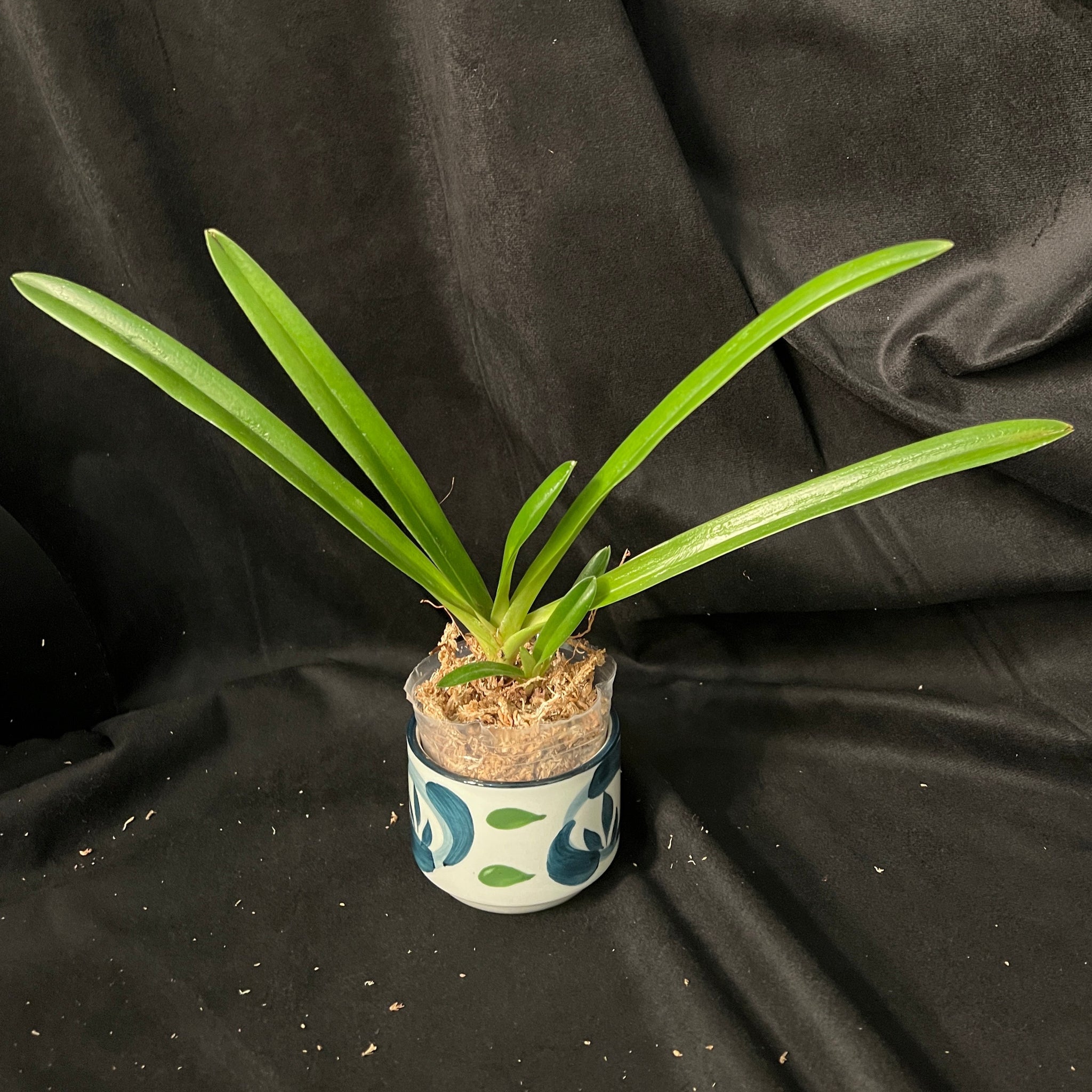 Paph. hirsutissimum var. esquirolei