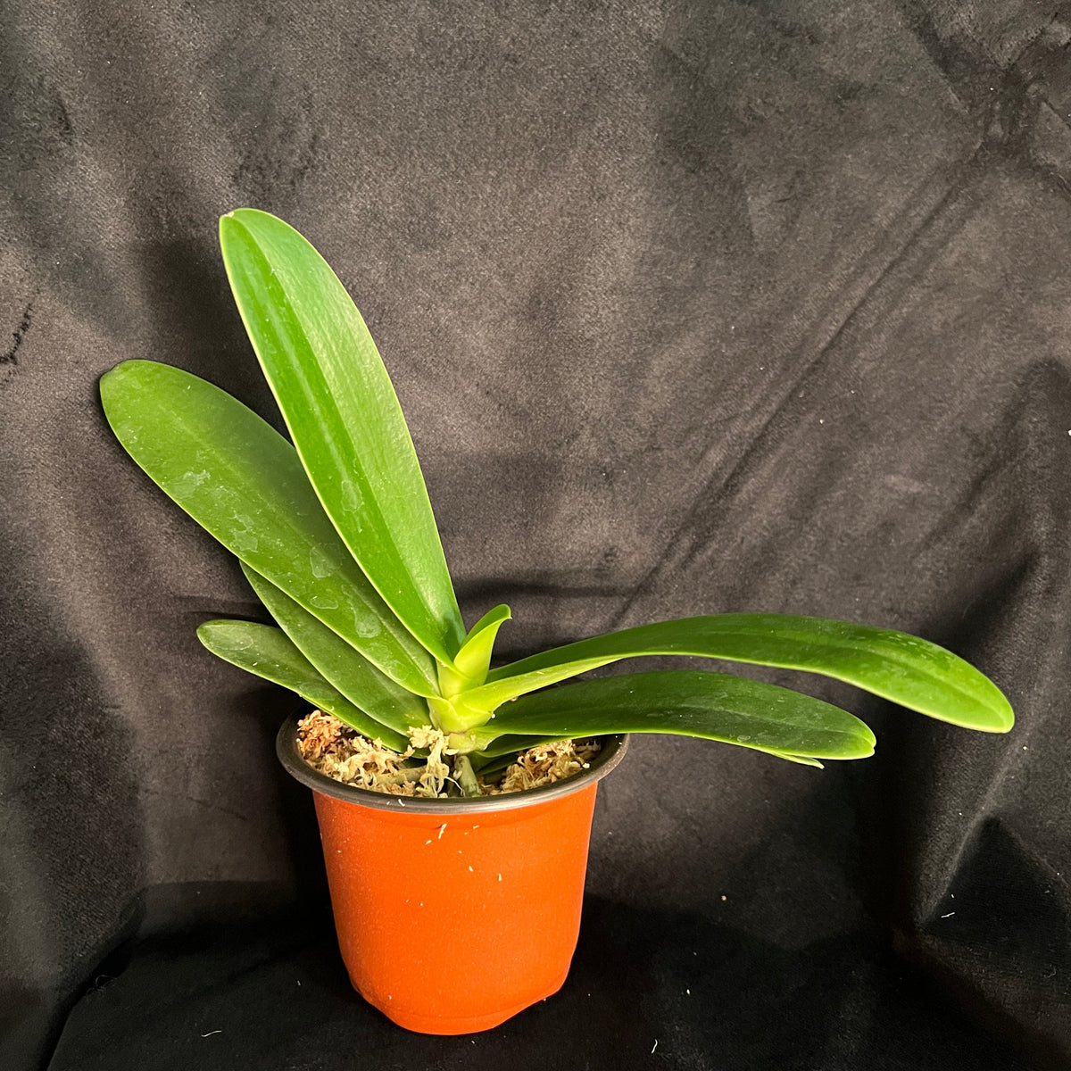 Phal. Little One – Springfield Orchids