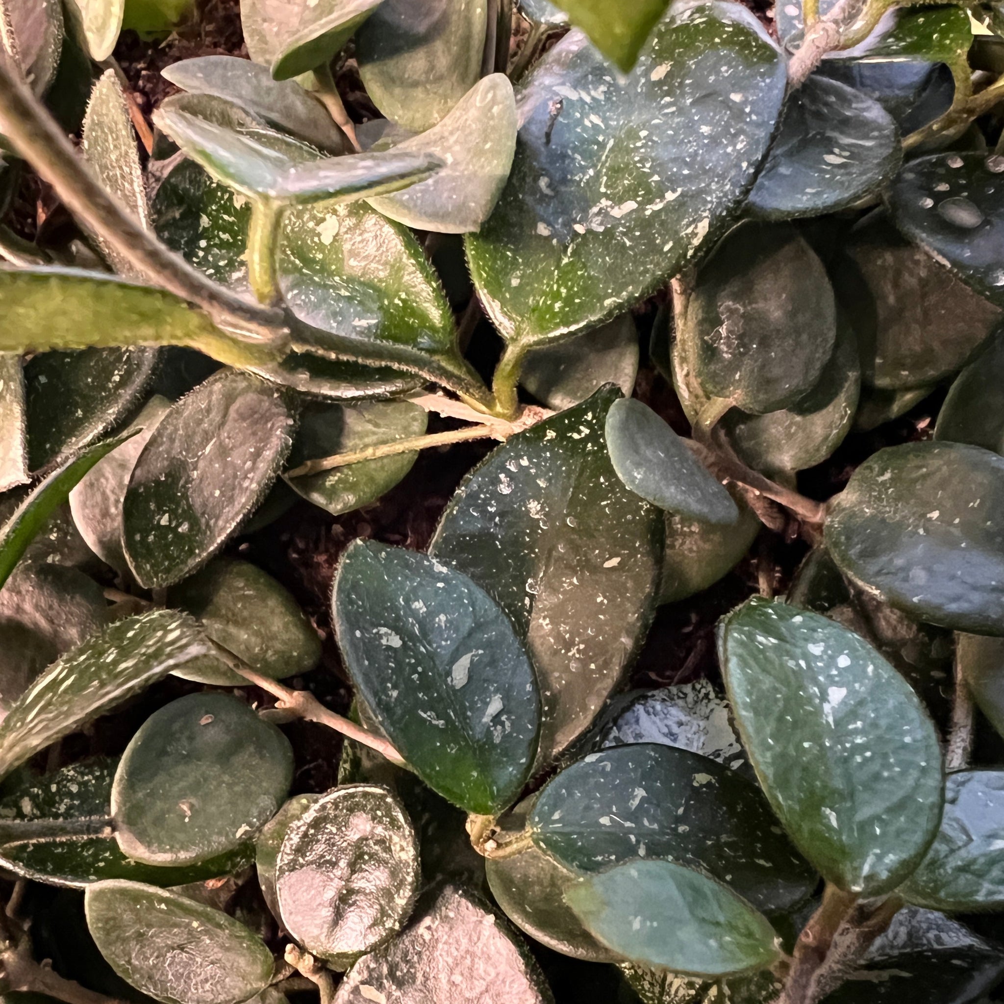 セール　ホヤ マチルダ内斑Hoya mathilde variegata小苗③ Hoya 'Mathilde Inner Variegated' for Sale – Begin With Plants