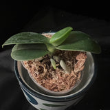Sedirea japonica ‘Daruma’