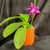 Phal. pulchra