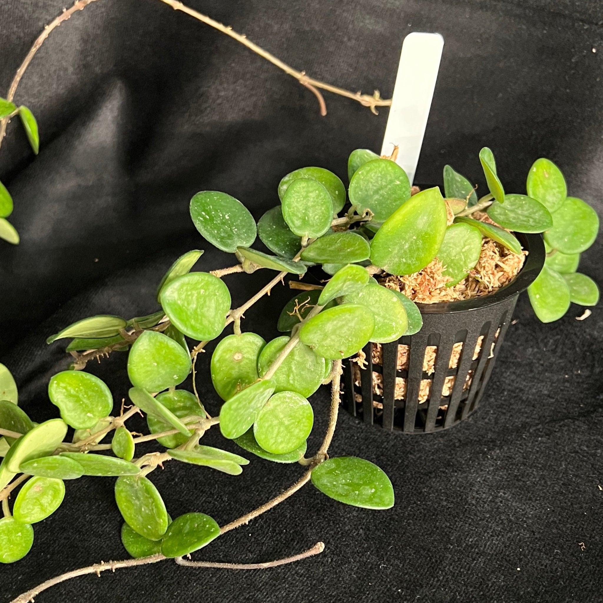 Hoya mathilde – Springfield Orchids