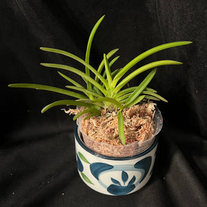 Vanda (Neofinetia) falcata 'Kinroukaku' 金楼閣 (Large size)
