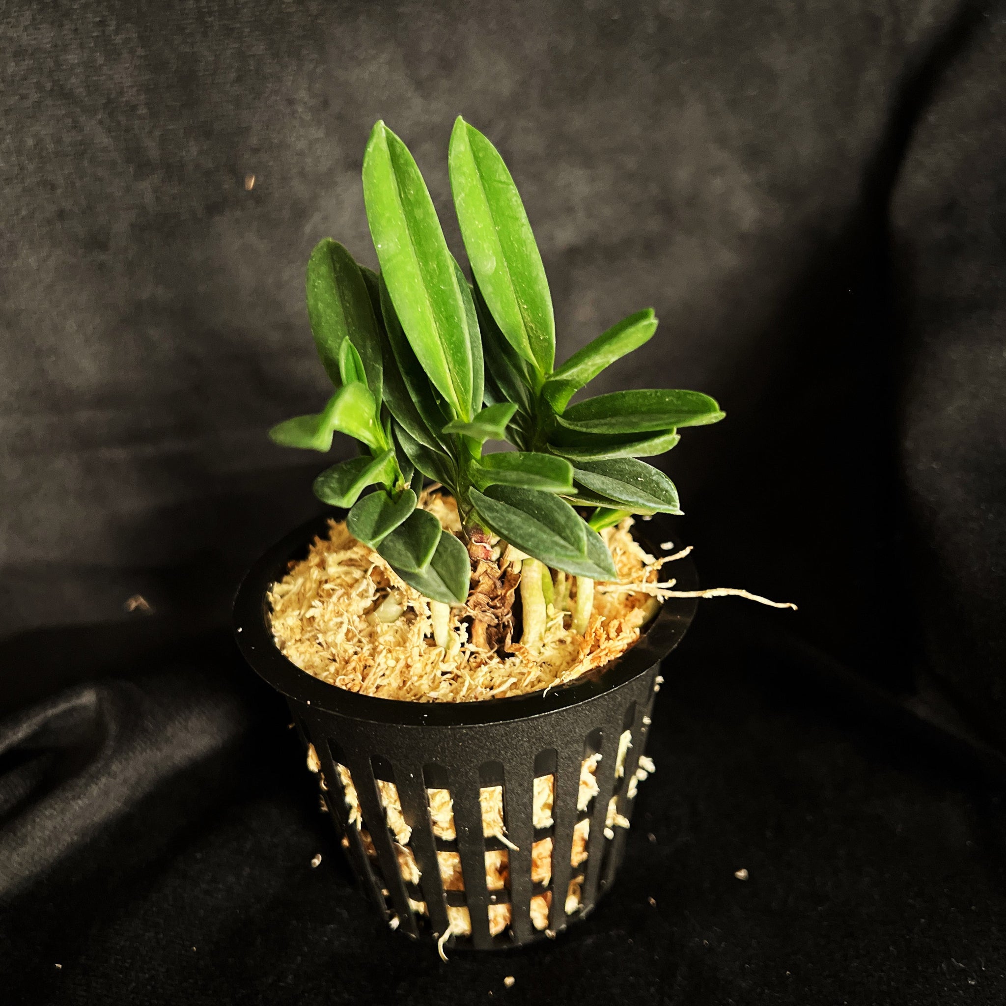 Vanda (Neofinetia) falcata 'Tamakongo' 玉金剛 – Springfield Orchids