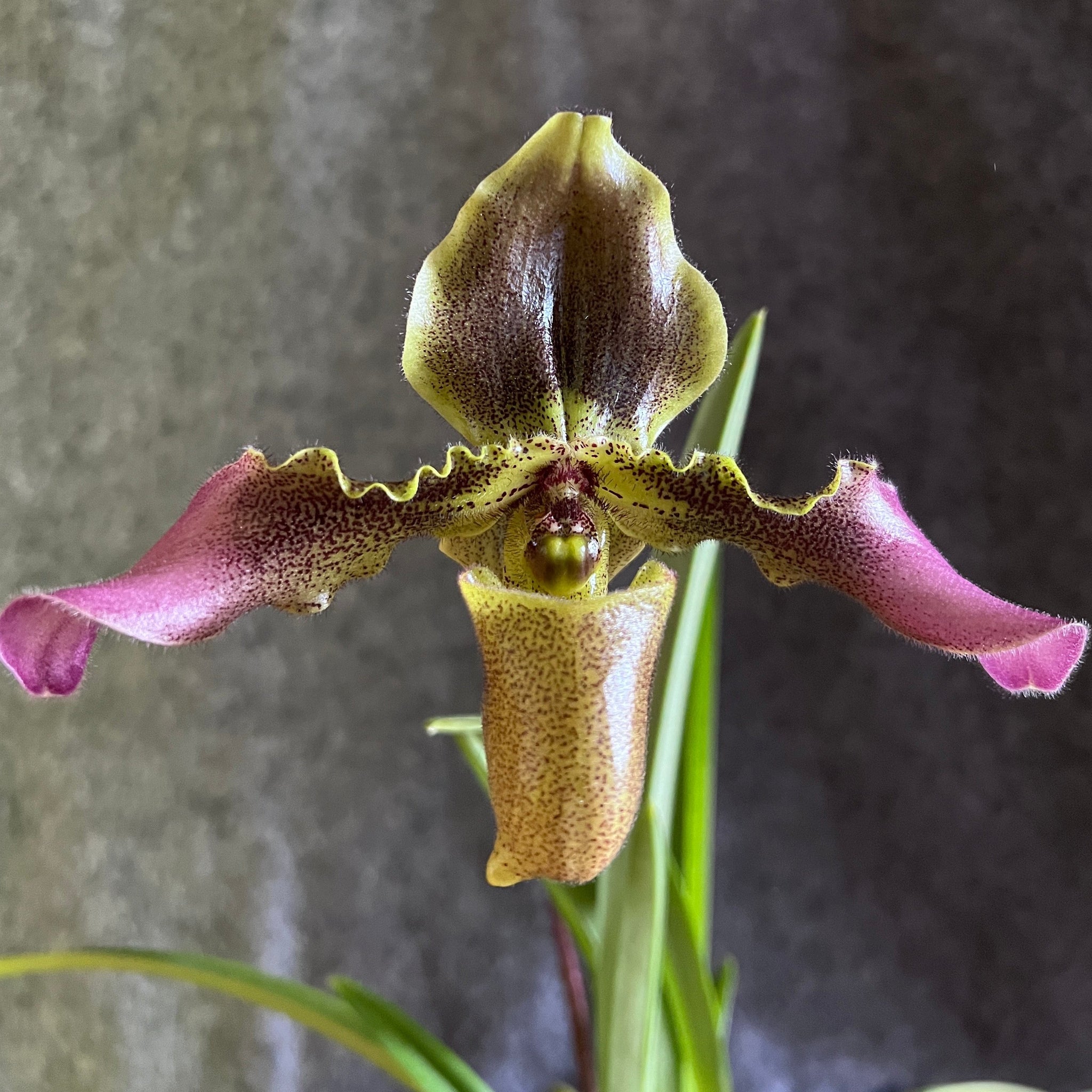 Paph. hirsutissimum var. esquirolei