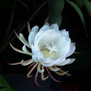 Epiphyllum Oxypetalum ( Queen Of The Night). One cutting.
